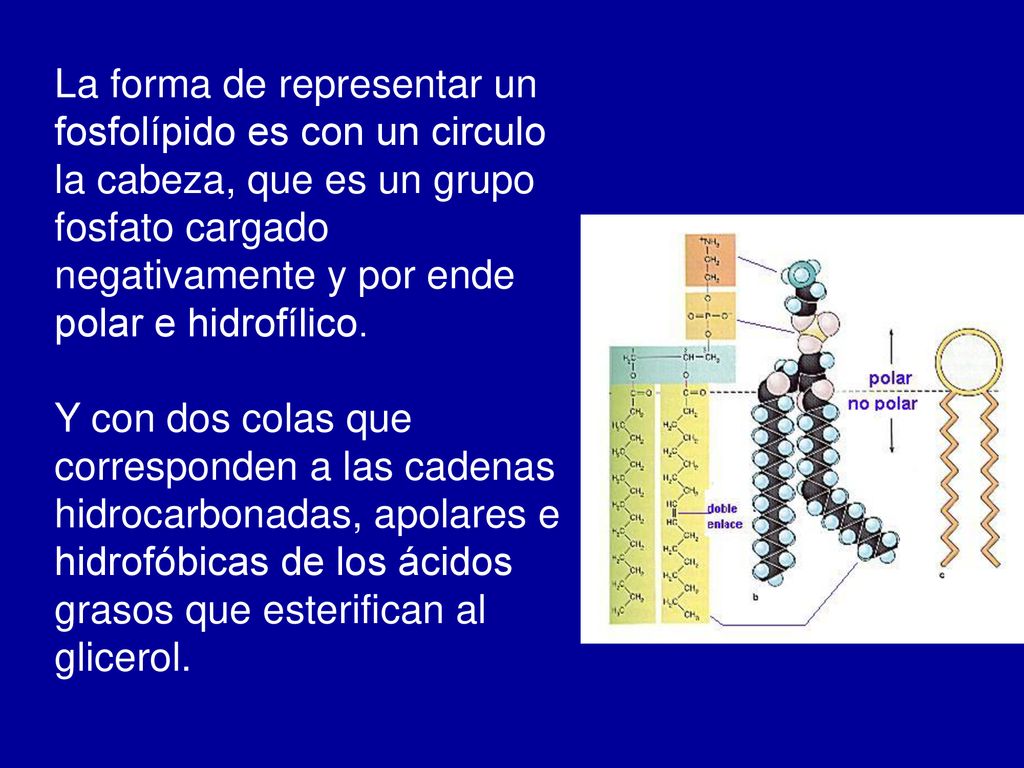 La forma de representar un fosfolípido es con un circulo la cabeza, que es un grupo fosfato cargado negativamente y por ende polar e hidrofílico.