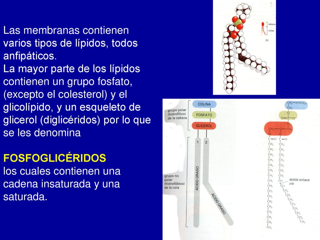 Las membranas contienen varios tipos de lípidos, todos anfipáticos.