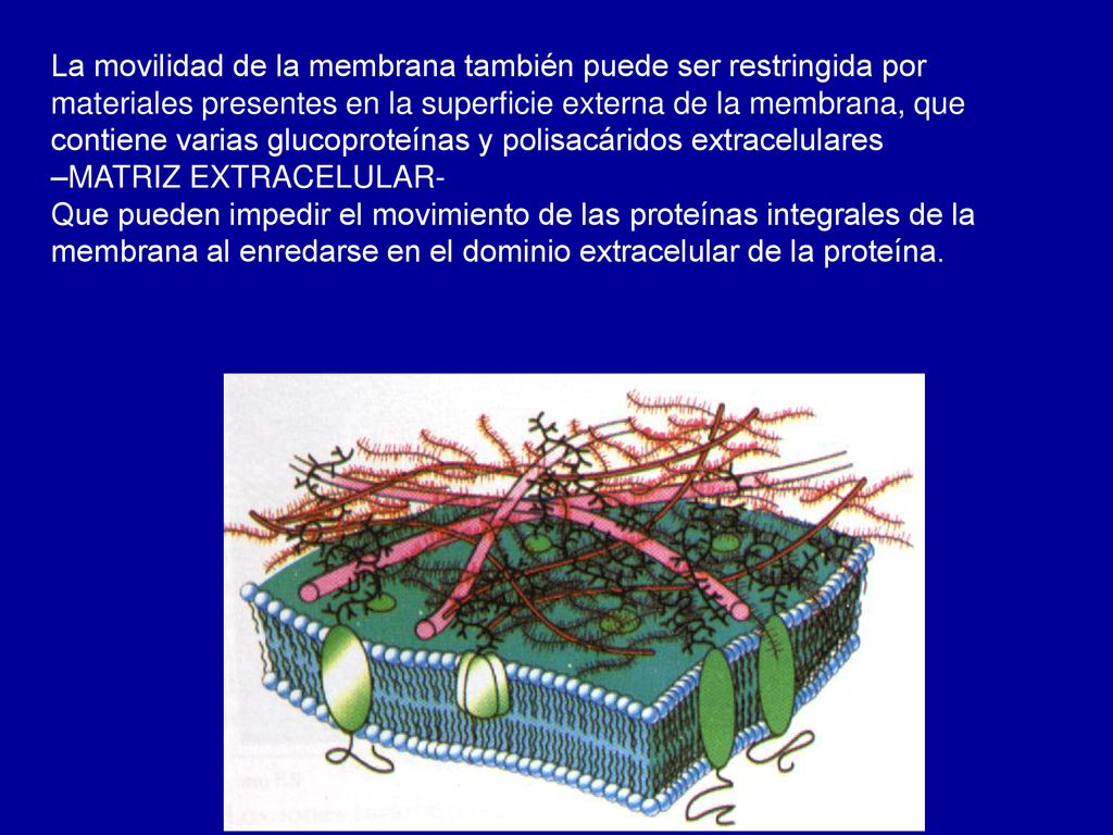 La movilidad de la membrana también puede ser restringida por materiales presentes en la superficie externa de la membrana, que contiene varias glucoproteínas y polisacáridos extracelulares