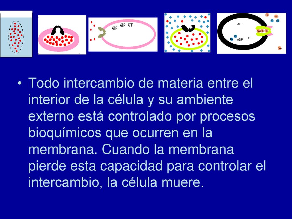 Todo intercambio de materia entre el interior de la célula y su ambiente externo está controlado por procesos bioquímicos que ocurren en la membrana.
