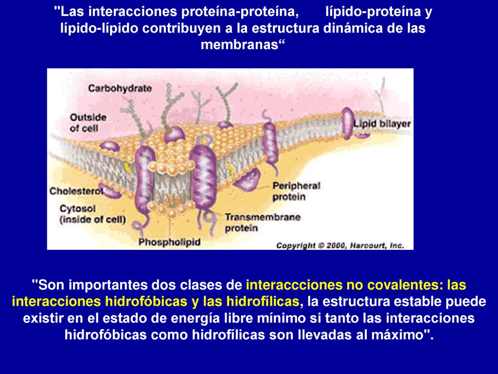Las interacciones proteína-proteína, lípido-proteína y lípido-lípido contribuyen a la estructura dinámica de las membranas