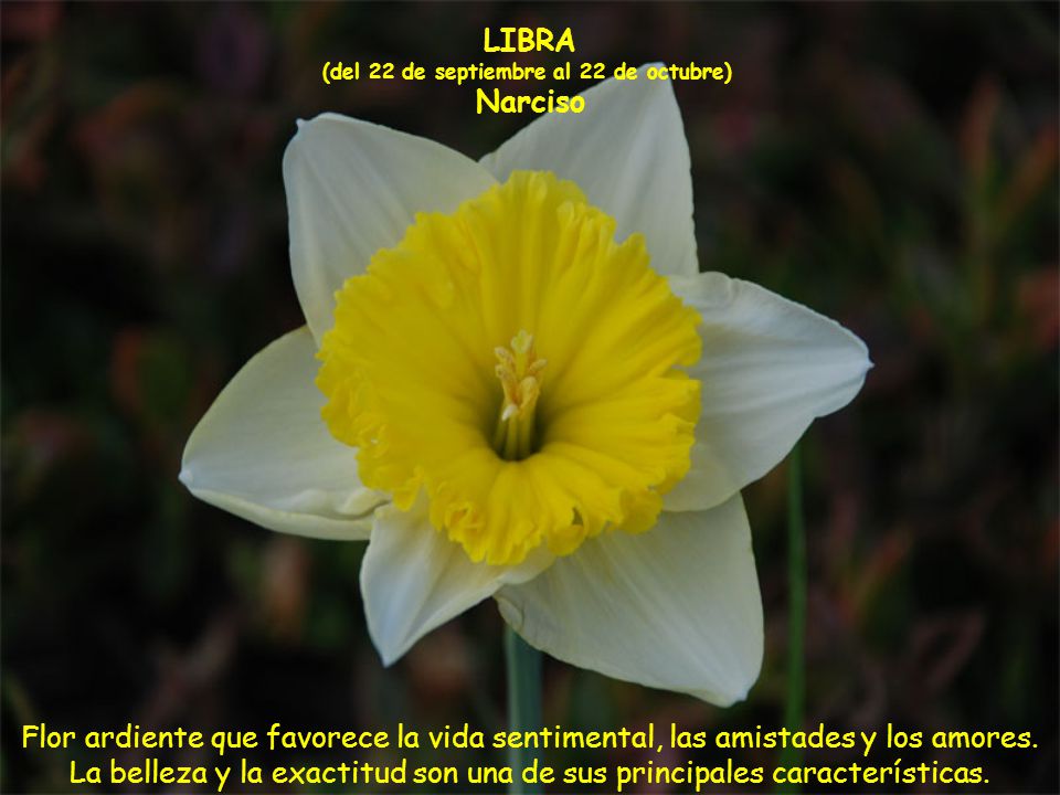 (del 22 de septiembre al 22 de octubre) Narciso