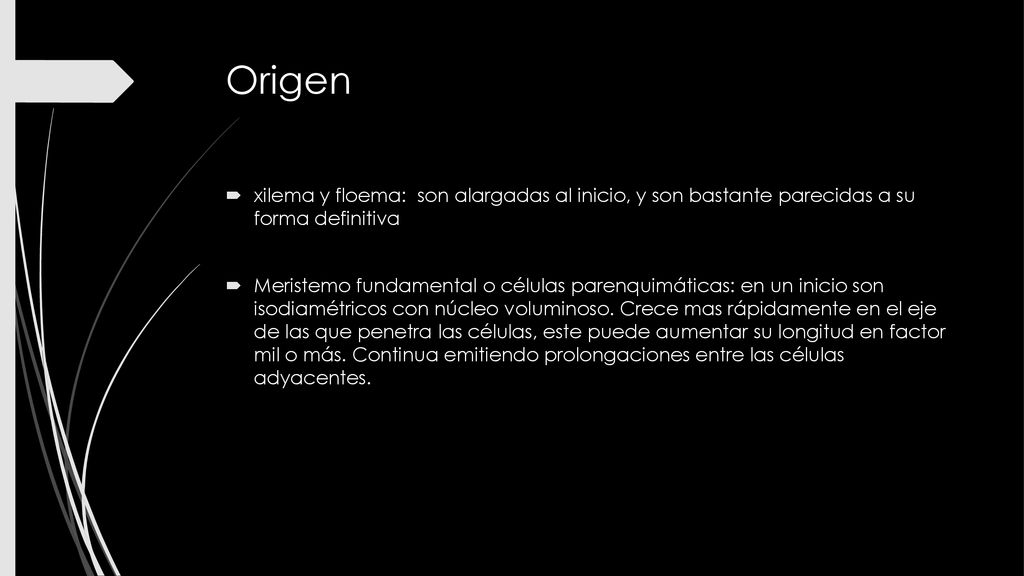 Origen xilema y floema: son alargadas al inicio, y son bastante parecidas a su forma definitiva.