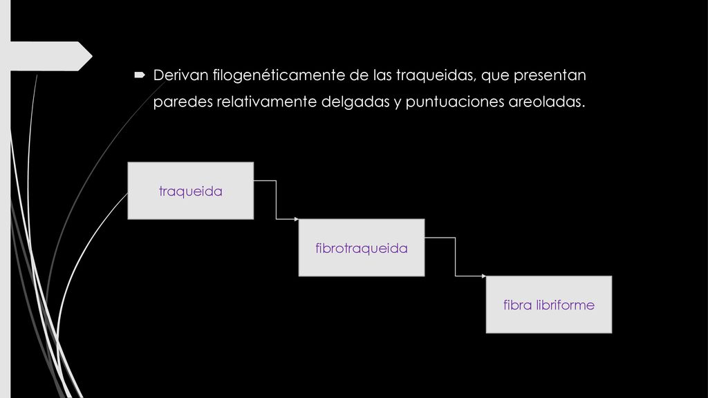 Derivan filogenéticamente de las traqueidas, que presentan paredes relativamente delgadas y puntuaciones areoladas.