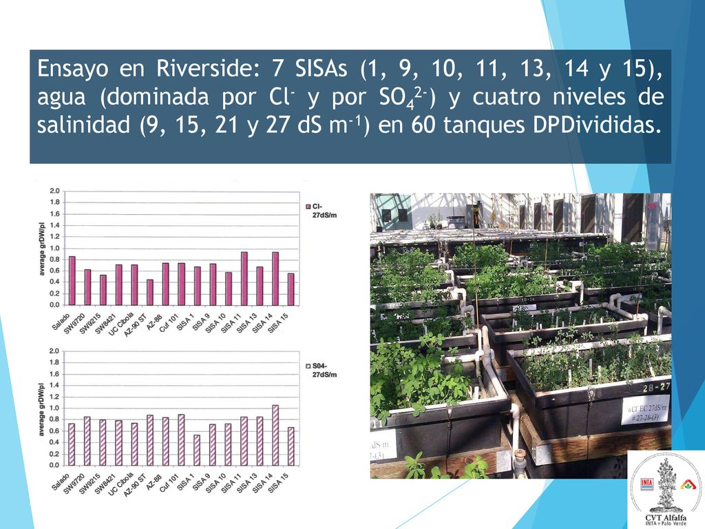 Ensayo en Riverside: 7 SISAs (1, 9, 10, 11, 13, 14 y 15), agua (dominada por Cl- y por SO42-) y cuatro niveles de salinidad (9, 15, 21 y 27 dS m-1) en 60 tanques DPDivididas.