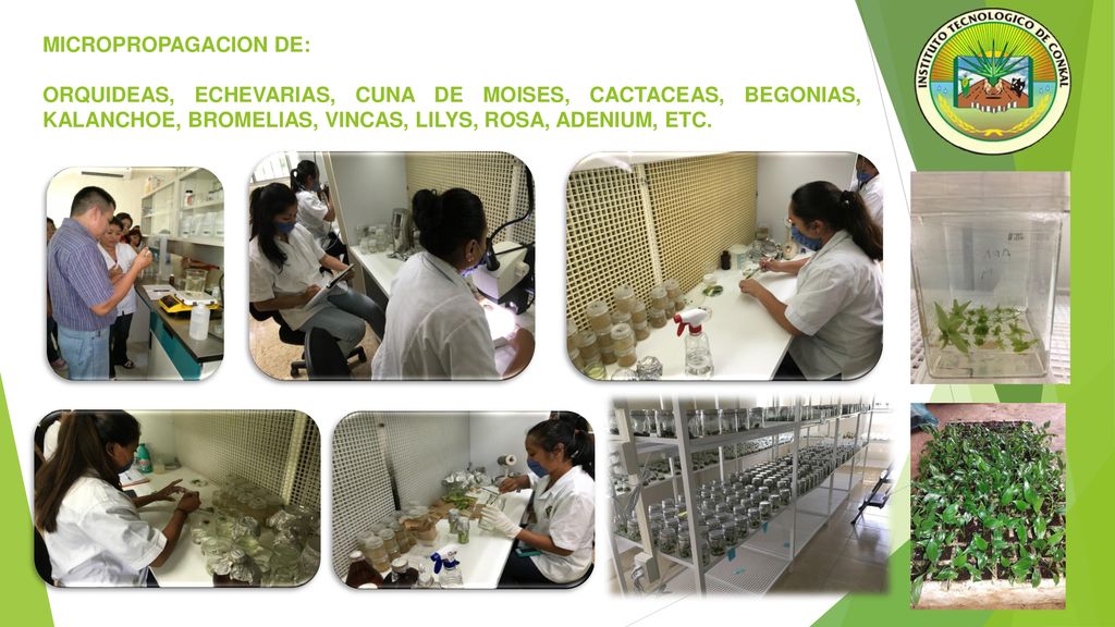 MICROPROPAGACION DE: ORQUIDEAS, ECHEVARIAS, CUNA DE MOISES, CACTACEAS, BEGONIAS, KALANCHOE, BROMELIAS, VINCAS, LILYS, ROSA, ADENIUM, ETC.