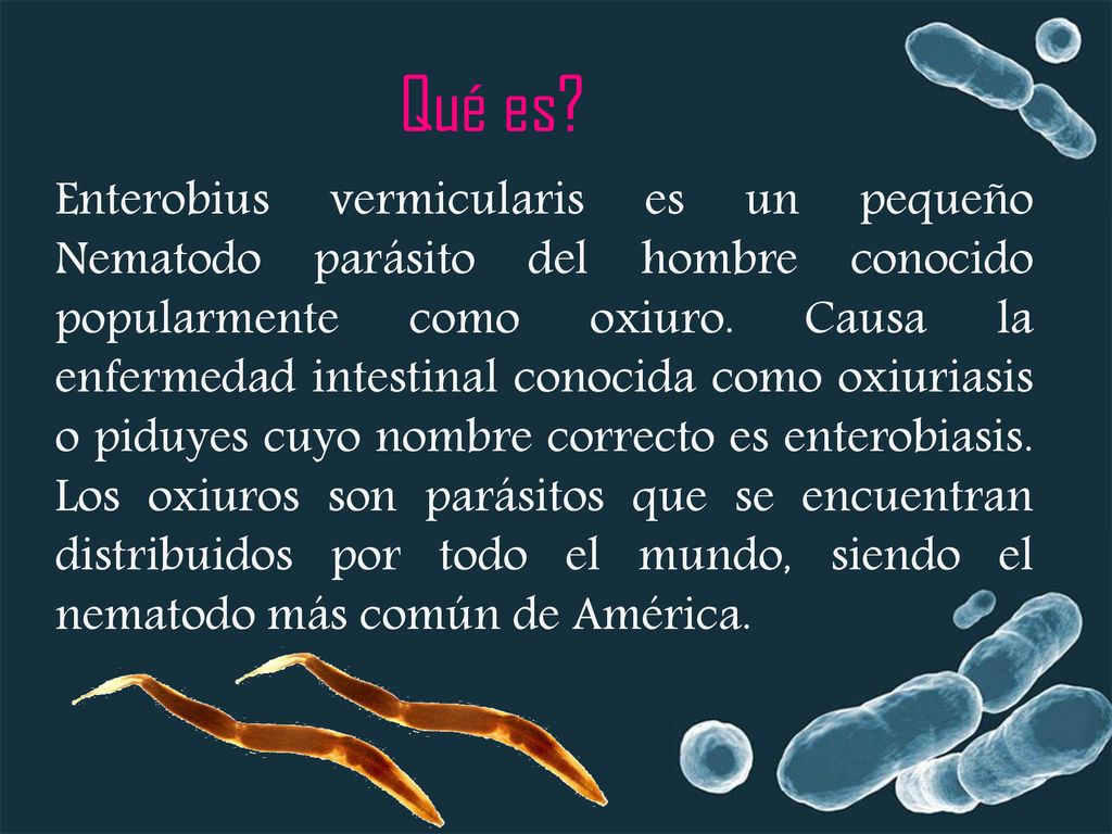 Que es enterobiasis u oxiuriasis Enterobiasis host