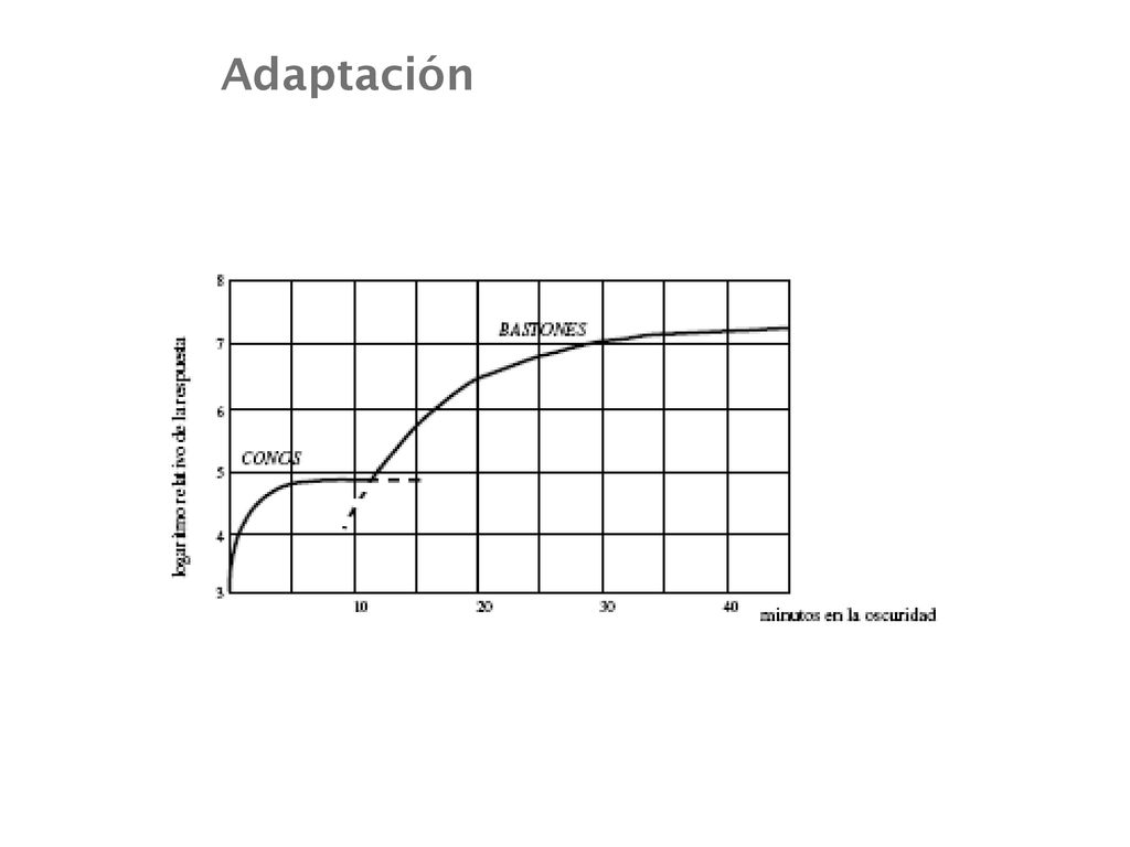 Adaptación Coroides Humor vítreo Humor acuoso (Conos y bastones)