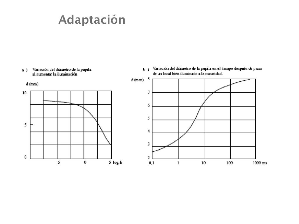 Adaptación Coroides Humor vítreo Humor acuoso (Conos y bastones)
