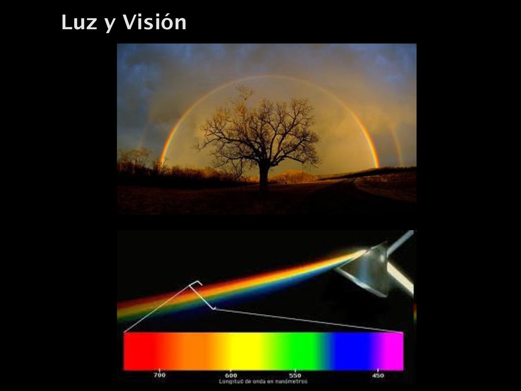 Luz y Visión Coroides Humor vítreo Humor acuoso (Conos y bastones)