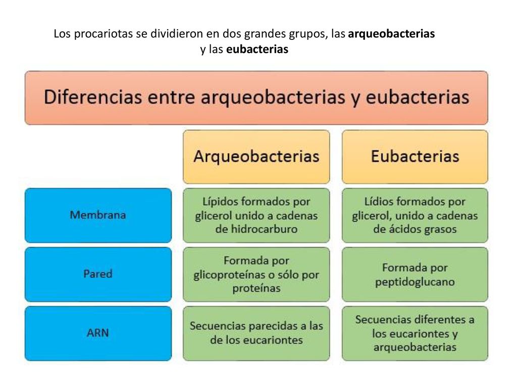 Los procariotas se dividieron en dos grandes grupos, las arqueobacterias y las eubacterias