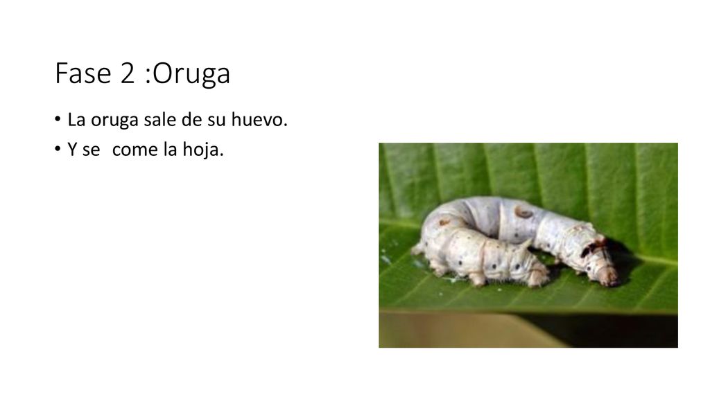 Fase 2 :Oruga La oruga sale de su huevo. Y se come la hoja.