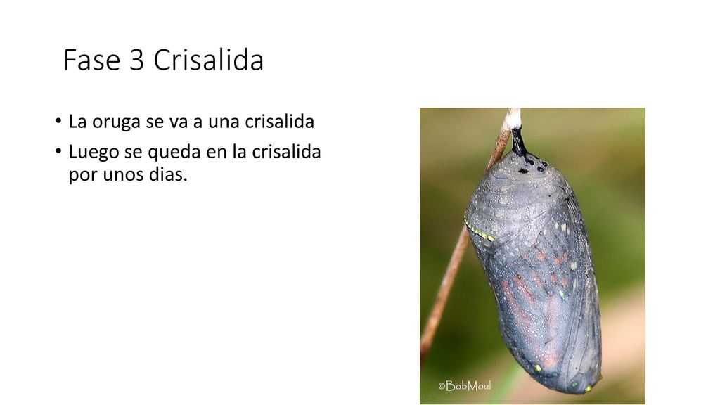Fase 3 Crisalida La oruga se va a una crisalida