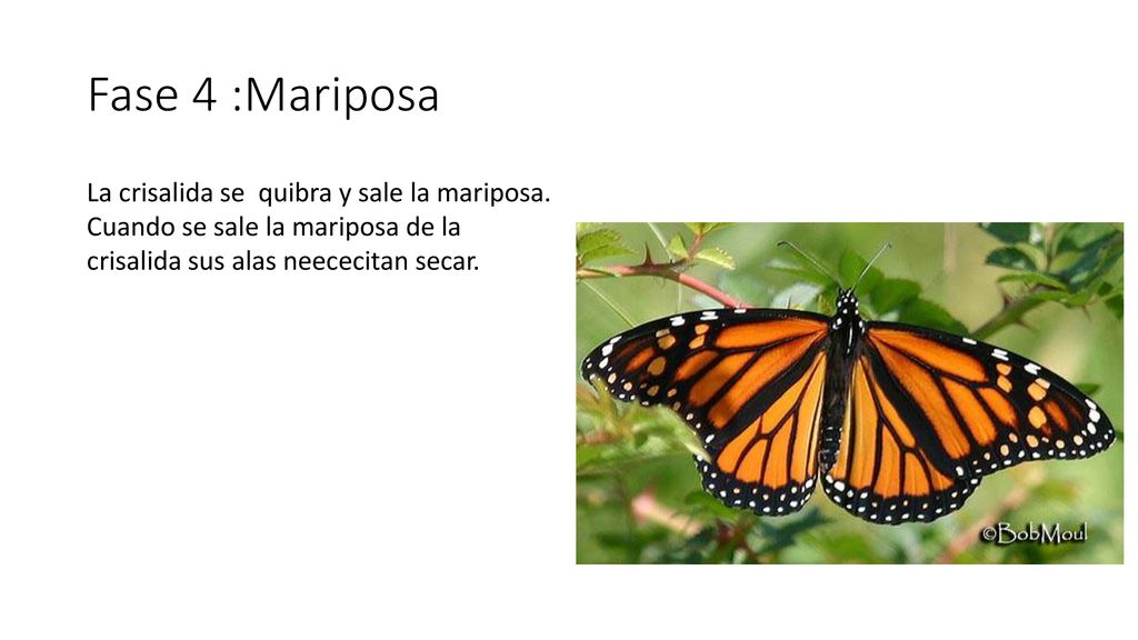 Fase 4 :Mariposa La crisalida se quibra y sale la mariposa.