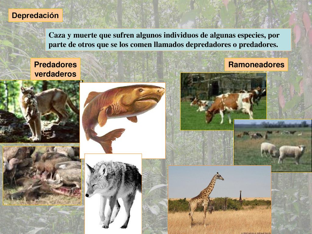 Depredación Caza y muerte que sufren algunos individuos de algunas especies, por parte de otros que se los comen llamados depredadores o predadores.
