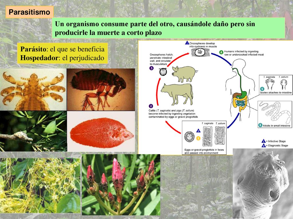 Parasitismo Un organismo consume parte del otro, causándole daño pero sin producirle la muerte a corto plazo.