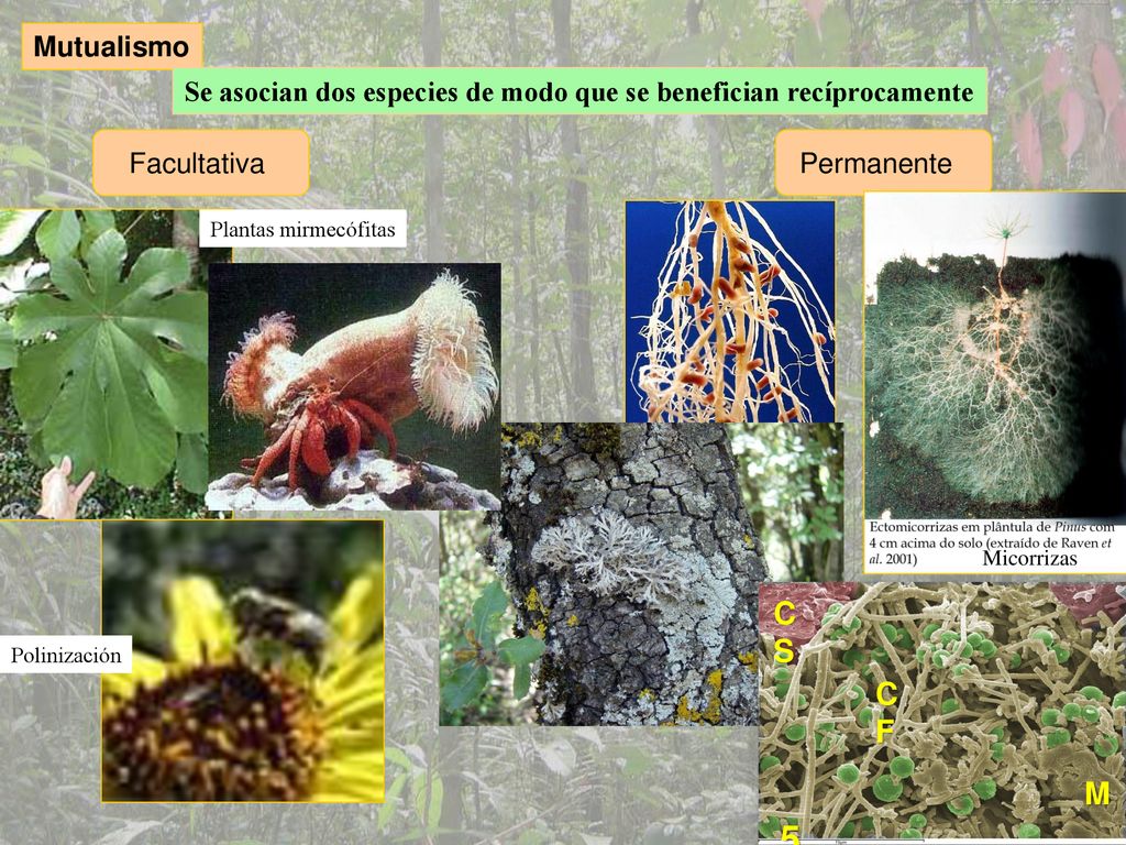 Mutualismo Se asocian dos especies de modo que se benefician recíprocamente. Facultativa. Permanente.