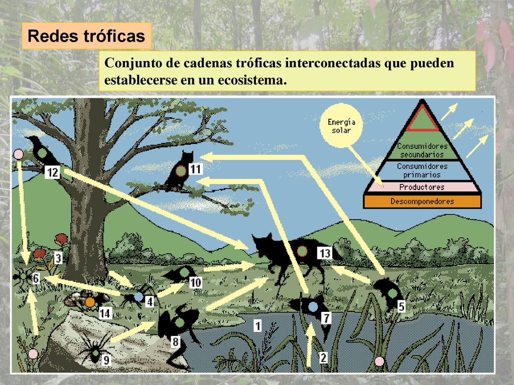 Redes tróficas Conjunto de cadenas tróficas interconectadas que pueden establecerse en un ecosistema.