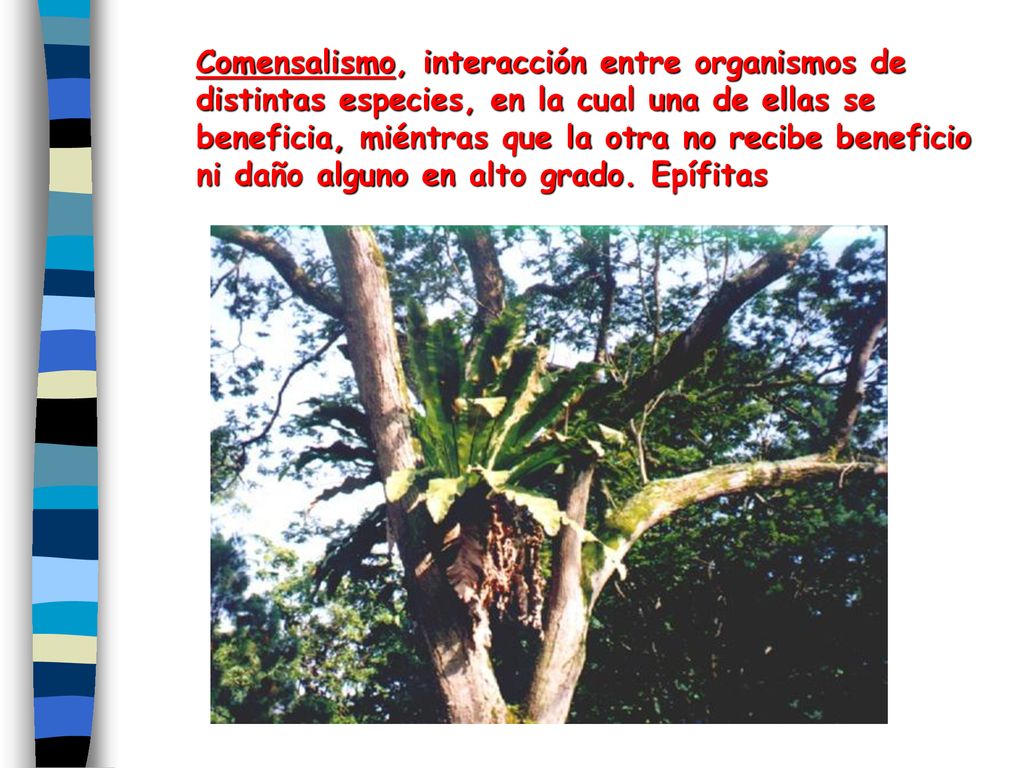 Comensalismo, interacción entre organismos de distintas especies, en la cual una de ellas se beneficia, miéntras que la otra no recibe beneficio ni daño alguno en alto grado.