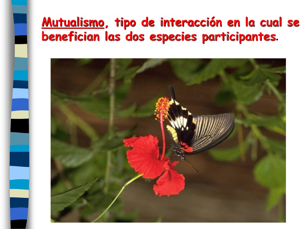 Mutualismo, tipo de interacción en la cual se benefician las dos especies participantes.