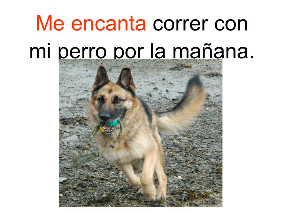 Me encanta correr con mi perro por la mañana.