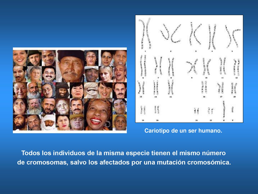 Todos los individuos de la misma especie tienen el mismo número
