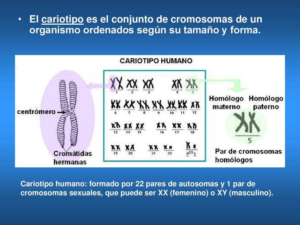 El cariotipo es el conjunto de cromosomas de un organismo ordenados según su tamaño y forma.