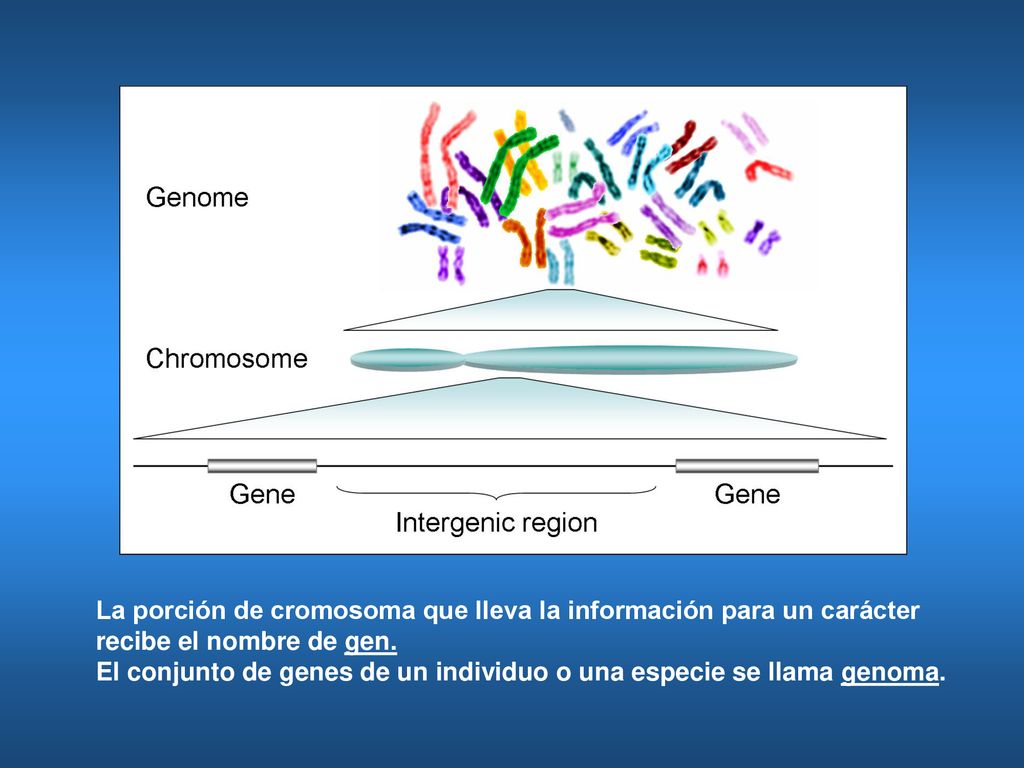 La porción de cromosoma que lleva la información para un carácter