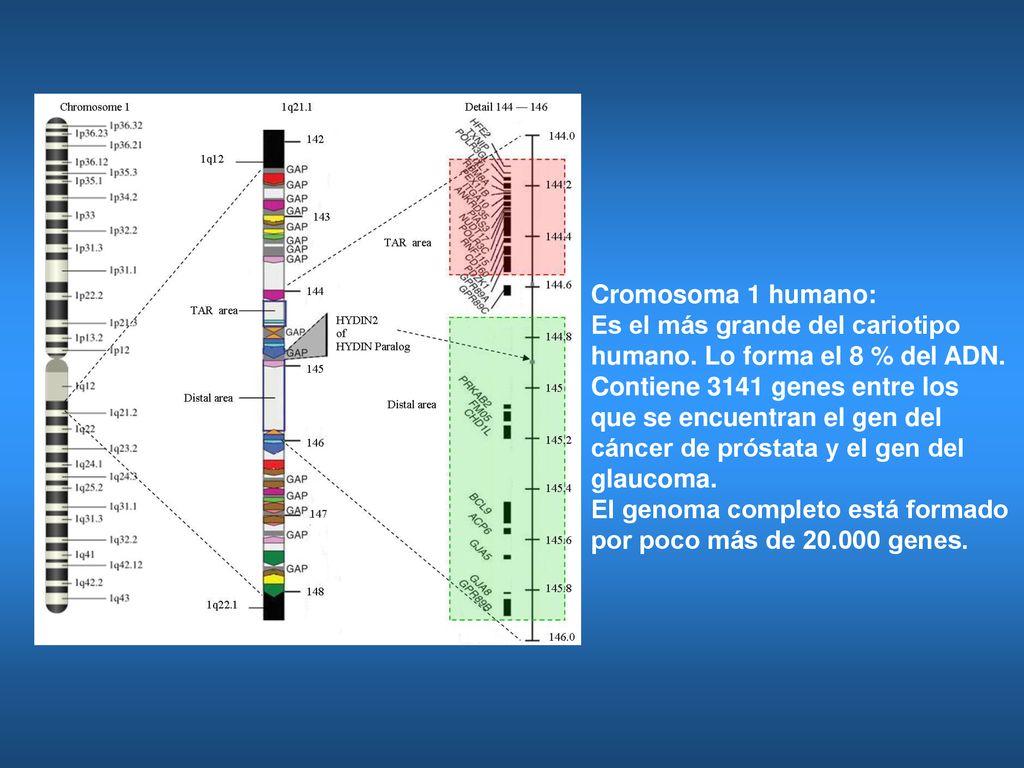 Cromosoma 1 humano: Es el más grande del cariotipo. humano. Lo forma el 8 % del ADN. Contiene 3141 genes entre los.