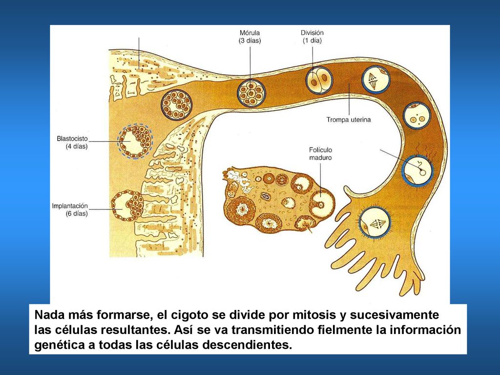 Nada más formarse, el cigoto se divide por mitosis y sucesivamente
