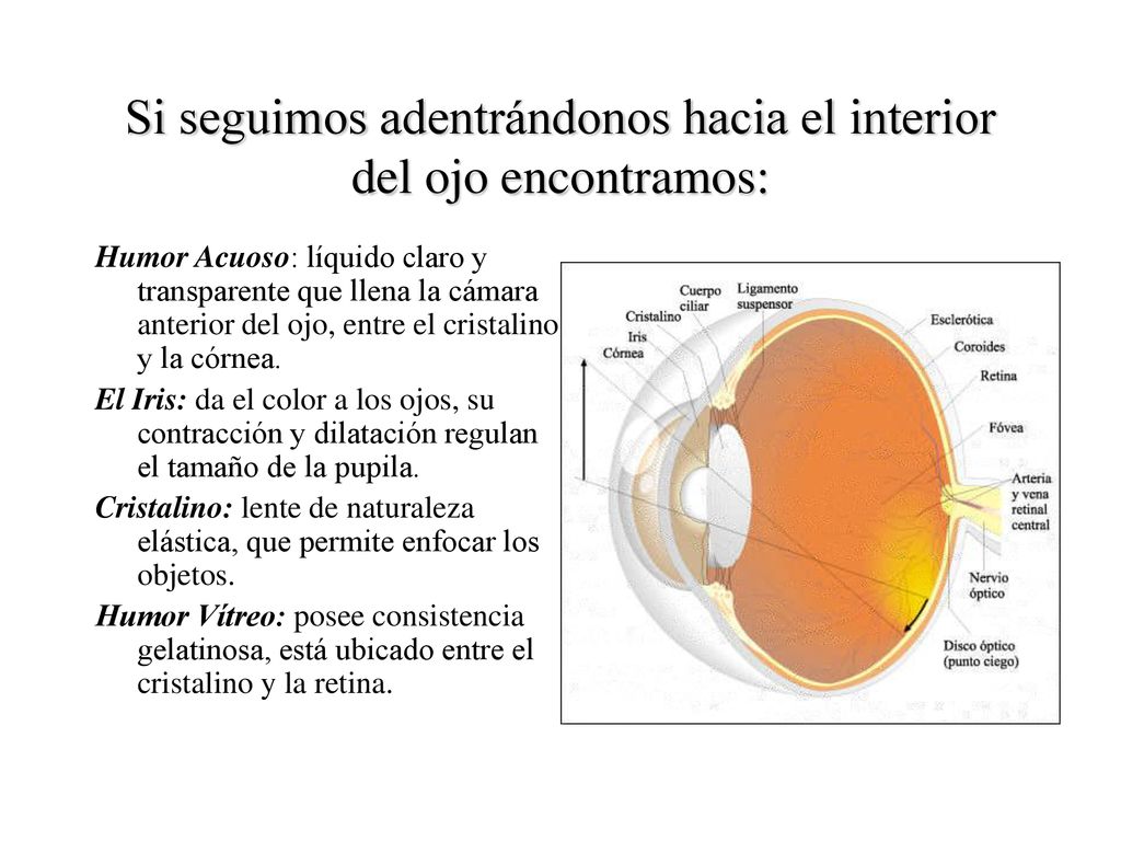Si seguimos adentrándonos hacia el interior del ojo encontramos: