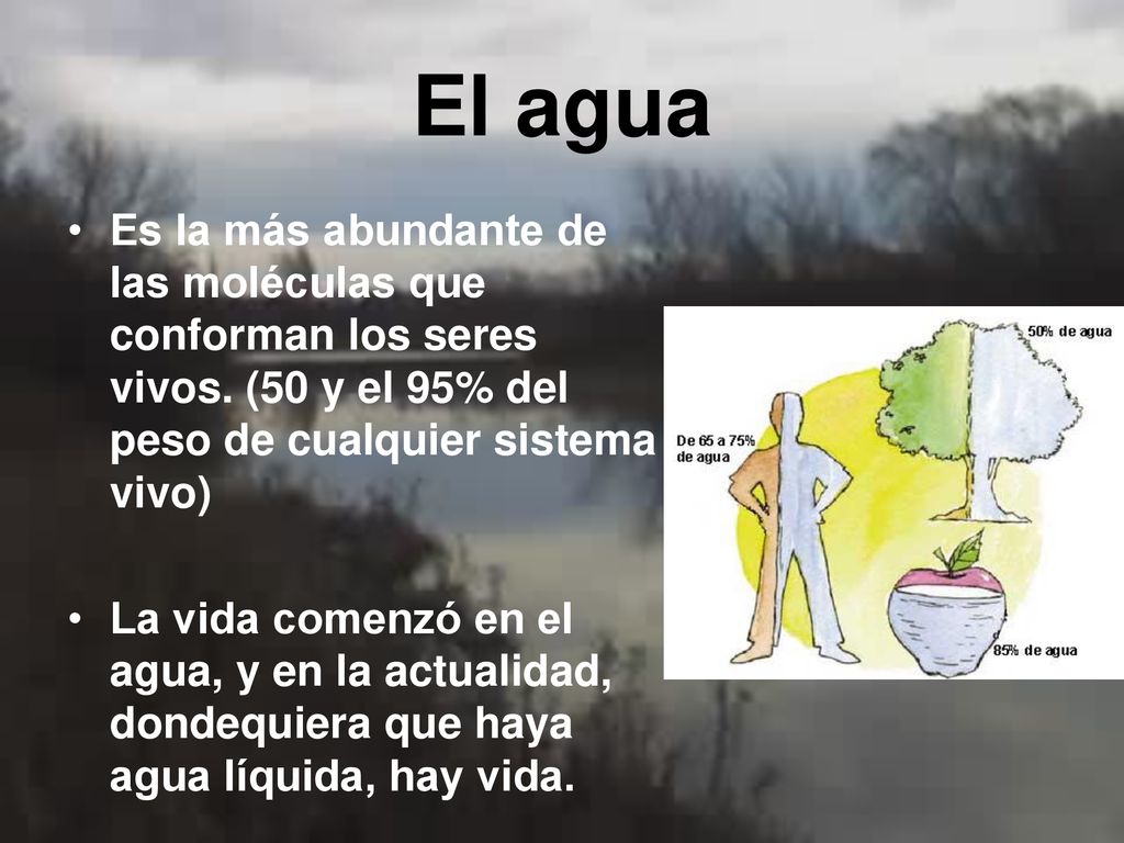 El agua Es la más abundante de las moléculas que conforman los seres vivos. (50 y el 95% del peso de cualquier sistema vivo)