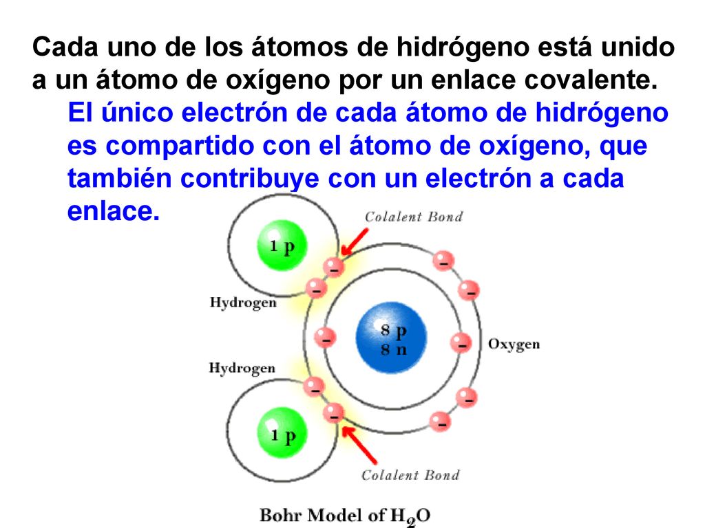 Cada uno de los átomos de hidrógeno está unido a un átomo de oxígeno por un enlace covalente.