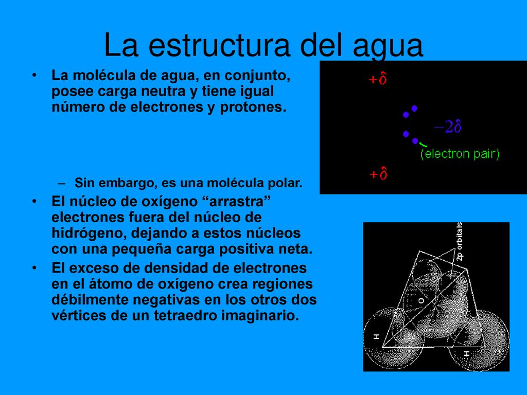 La estructura del agua La molécula de agua, en conjunto, posee carga neutra y tiene igual número de electrones y protones.