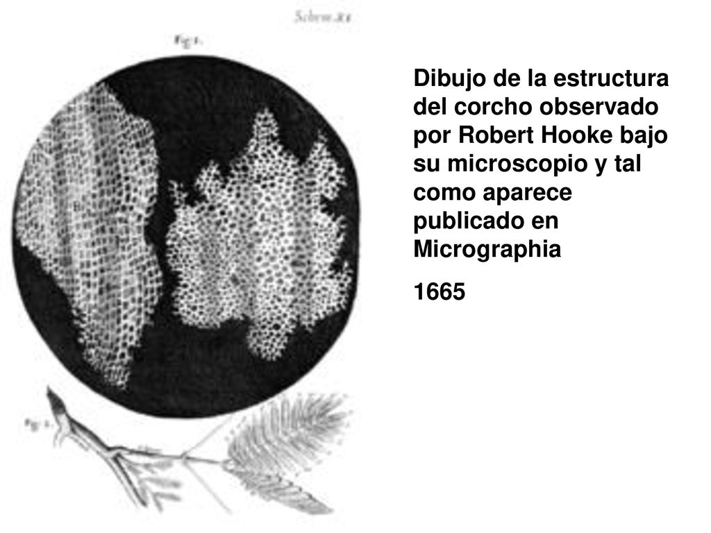 Dibujo de la estructura del corcho observado por Robert Hooke bajo su microscopio y tal como aparece publicado en Micrographia