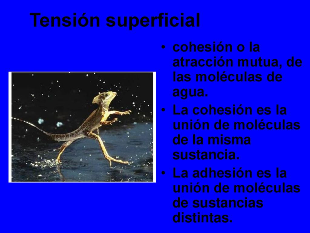 Tensión superficial cohesión o la atracción mutua, de las moléculas de agua. La cohesión es la unión de moléculas de la misma sustancia.