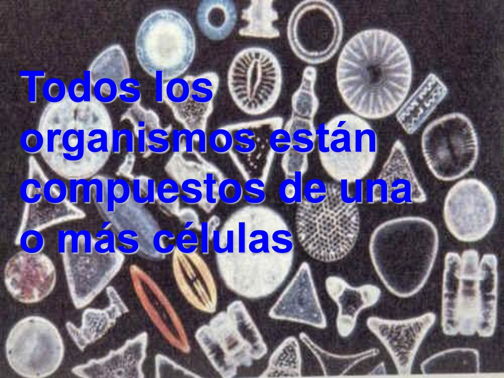 Todos los organismos están compuestos de una o más células