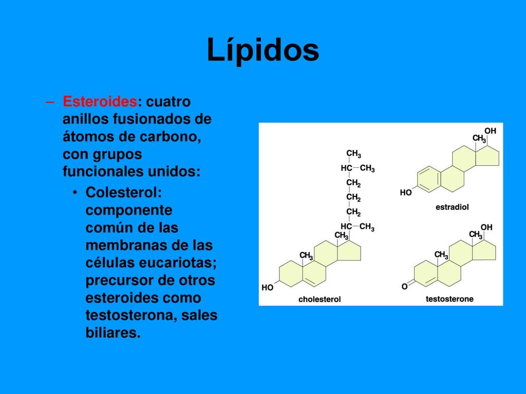 Lípidos Esteroides: cuatro anillos fusionados de átomos de carbono, con grupos funcionales unidos: