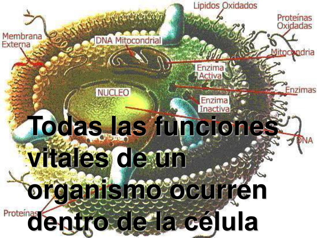 Todas las funciones vitales de un organismo ocurren dentro de la célula