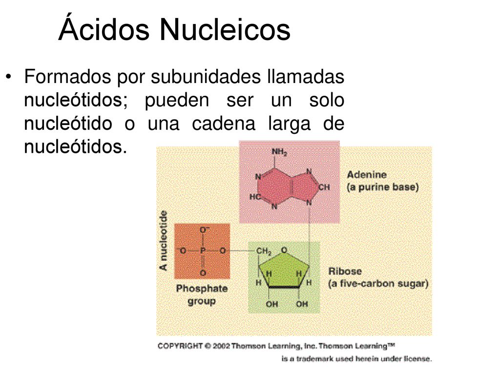 Ácidos Nucleicos Formados por subunidades llamadas nucleótidos; pueden ser un solo nucleótido o una cadena larga de nucleótidos.