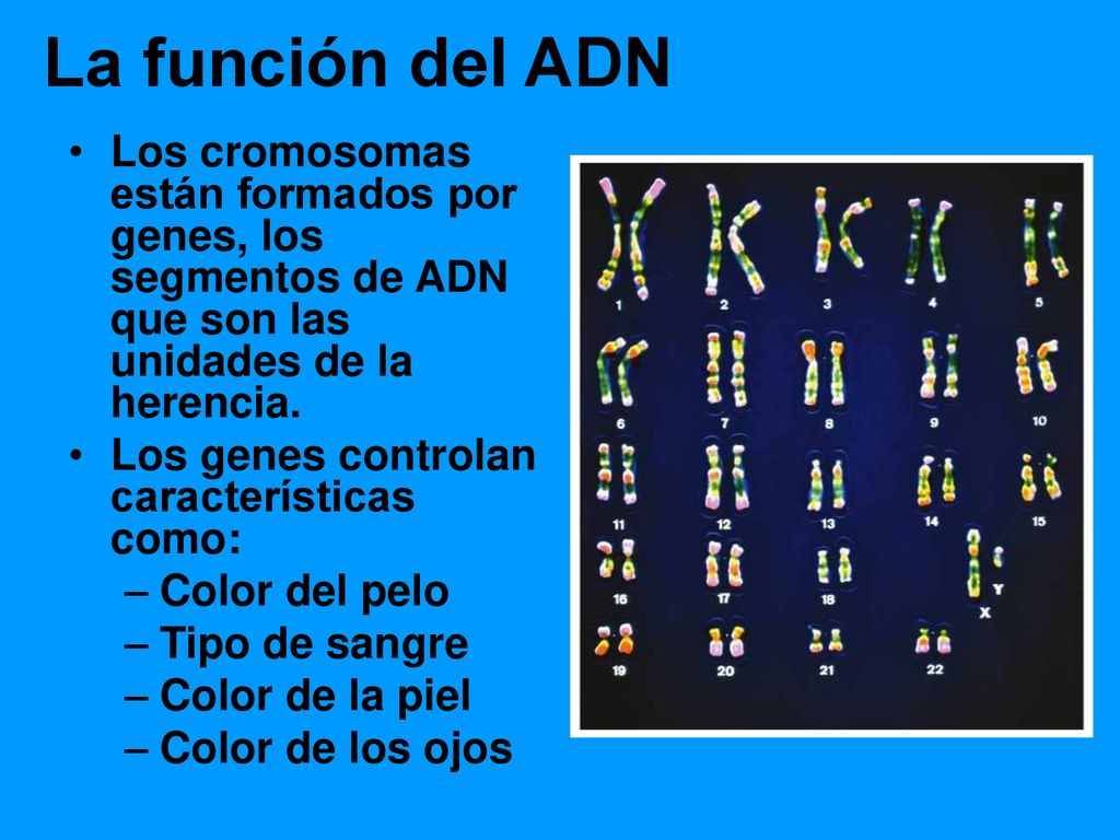 La función del ADN Los cromosomas están formados por genes, los segmentos de ADN que son las unidades de la herencia.