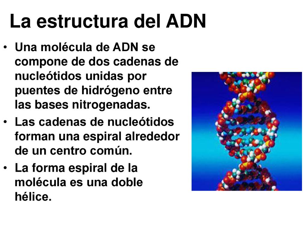 La estructura del ADN Una molécula de ADN se compone de dos cadenas de nucleótidos unidas por puentes de hidrógeno entre las bases nitrogenadas.