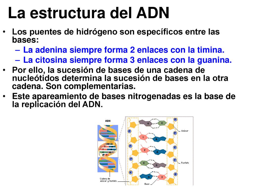 La estructura del ADN Los puentes de hidrógeno son específicos entre las bases: La adenina siempre forma 2 enlaces con la timina.