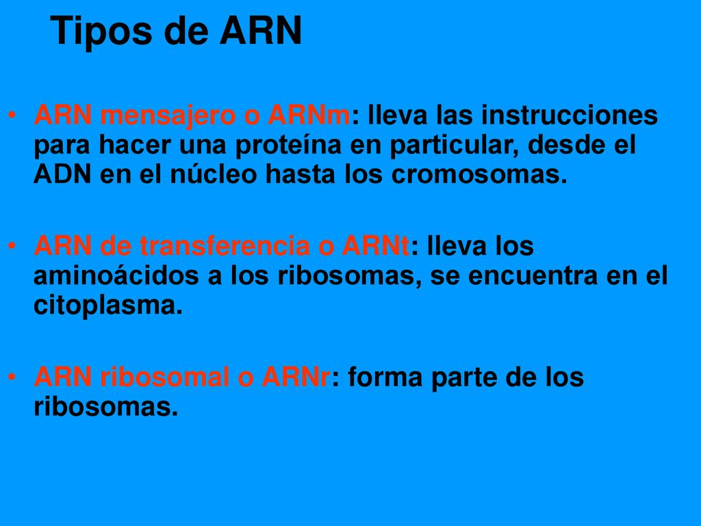 Tipos de ARN ARN mensajero o ARNm: lleva las instrucciones para hacer una proteína en particular, desde el ADN en el núcleo hasta los cromosomas.