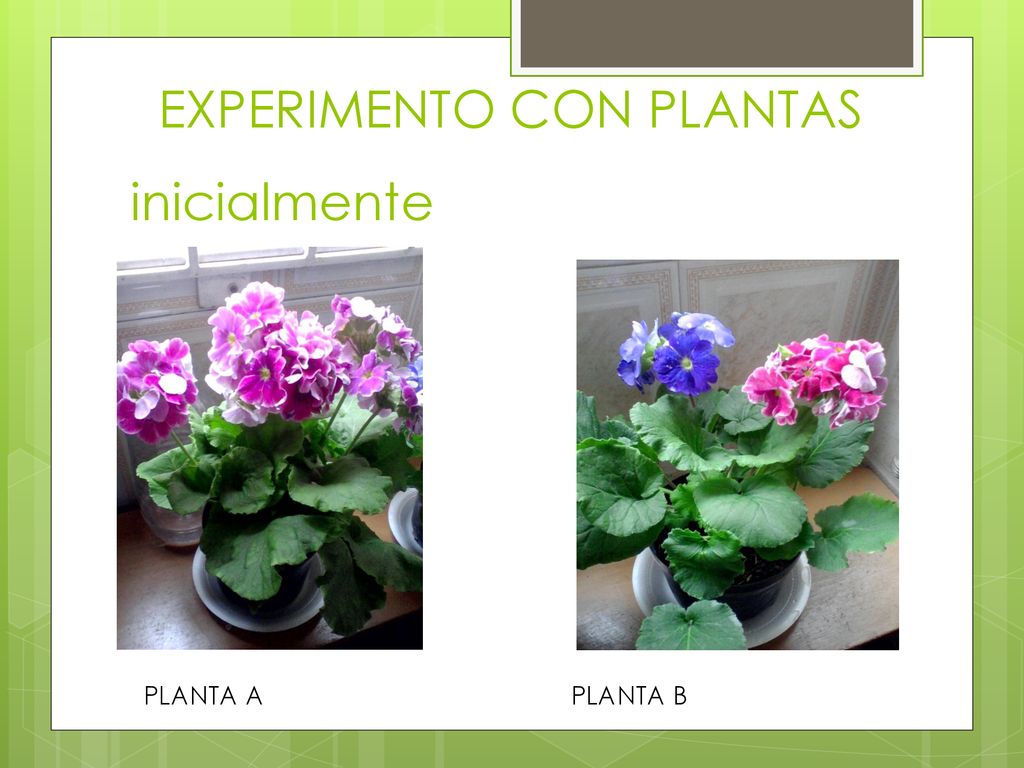 EXPERIMENTO CON PLANTAS