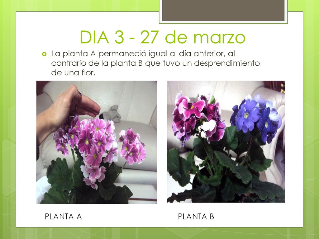 DIA de marzo La planta A permaneció igual al día anterior, al contrario de la planta B que tuvo un desprendimiento de una flor.
