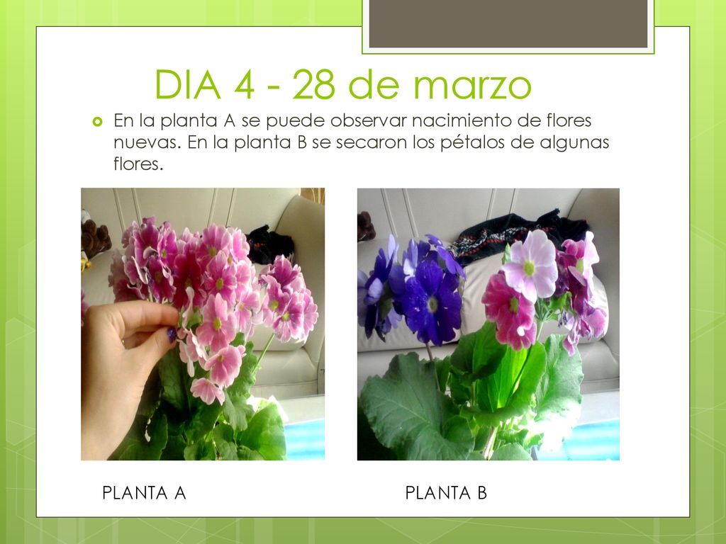 DIA de marzo En la planta A se puede observar nacimiento de flores nuevas. En la planta B se secaron los pétalos de algunas flores.