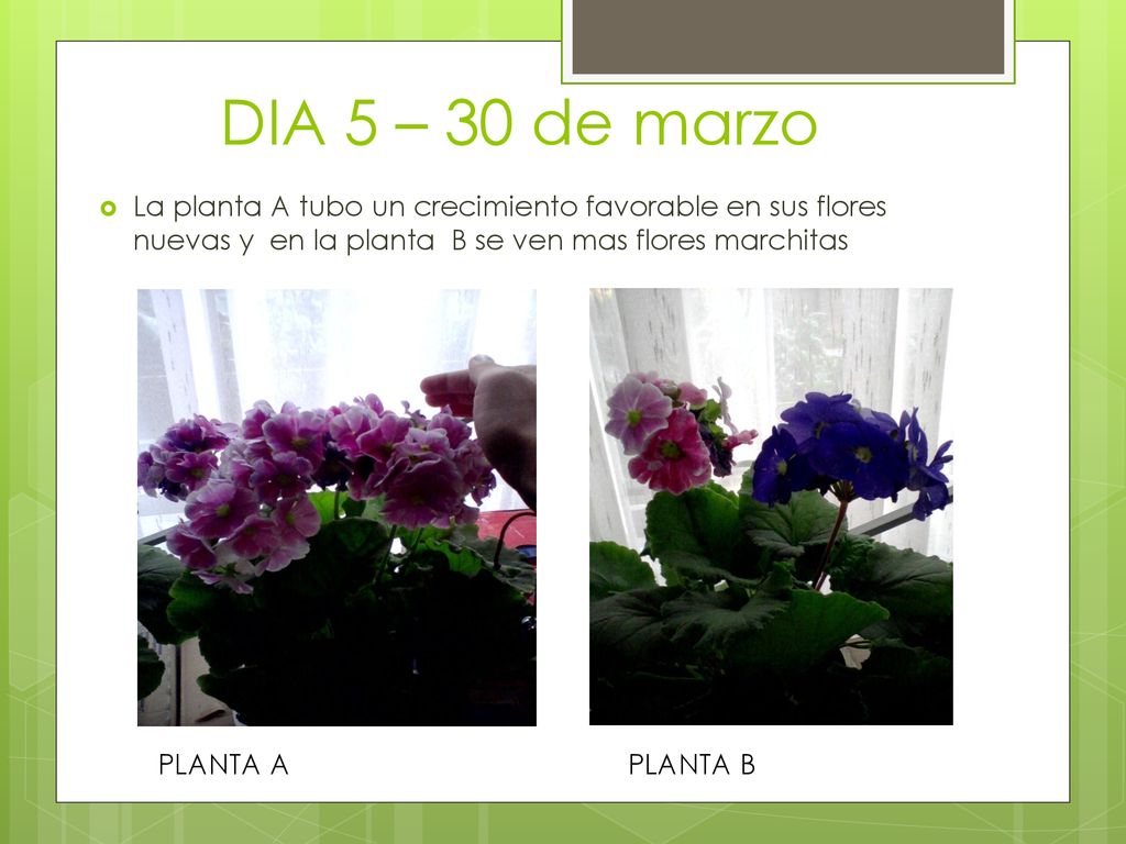 DIA 5 – 30 de marzo La planta A tubo un crecimiento favorable en sus flores nuevas y en la planta B se ven mas flores marchitas.
