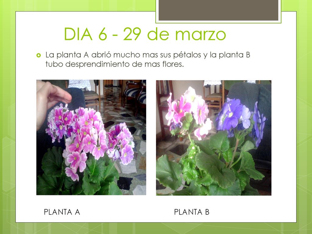 DIA de marzo La planta A abrió mucho mas sus pétalos y la planta B tubo desprendimiento de mas flores.
