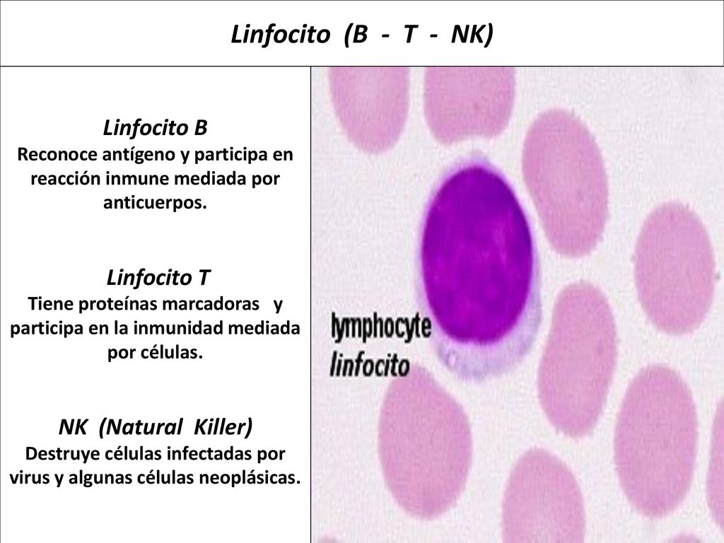 Destruye células infectadas por virus y algunas células neoplásicas.